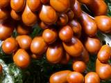 Leocarpus fragilis bildet auf feuchtem, bemoostem Totholz in dichten Gruppen glatte, stark glänzende, tropfen- bis birnenförmige Sporangien (ocker- bis kastanienbraun).